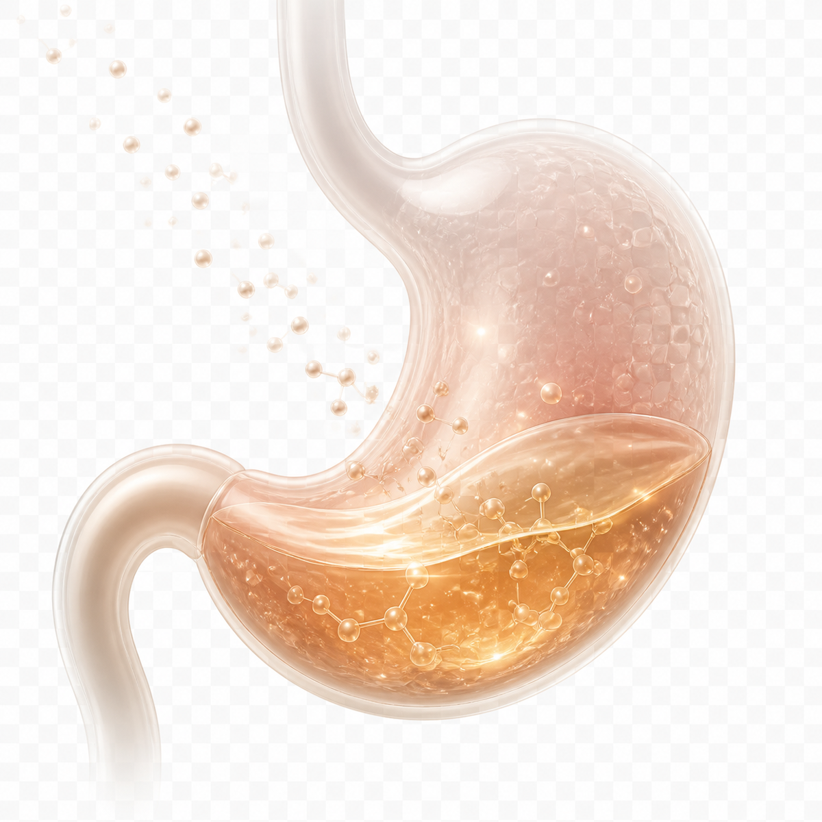 Illustration of special proteins forming a soft gel-like structure in the stomach